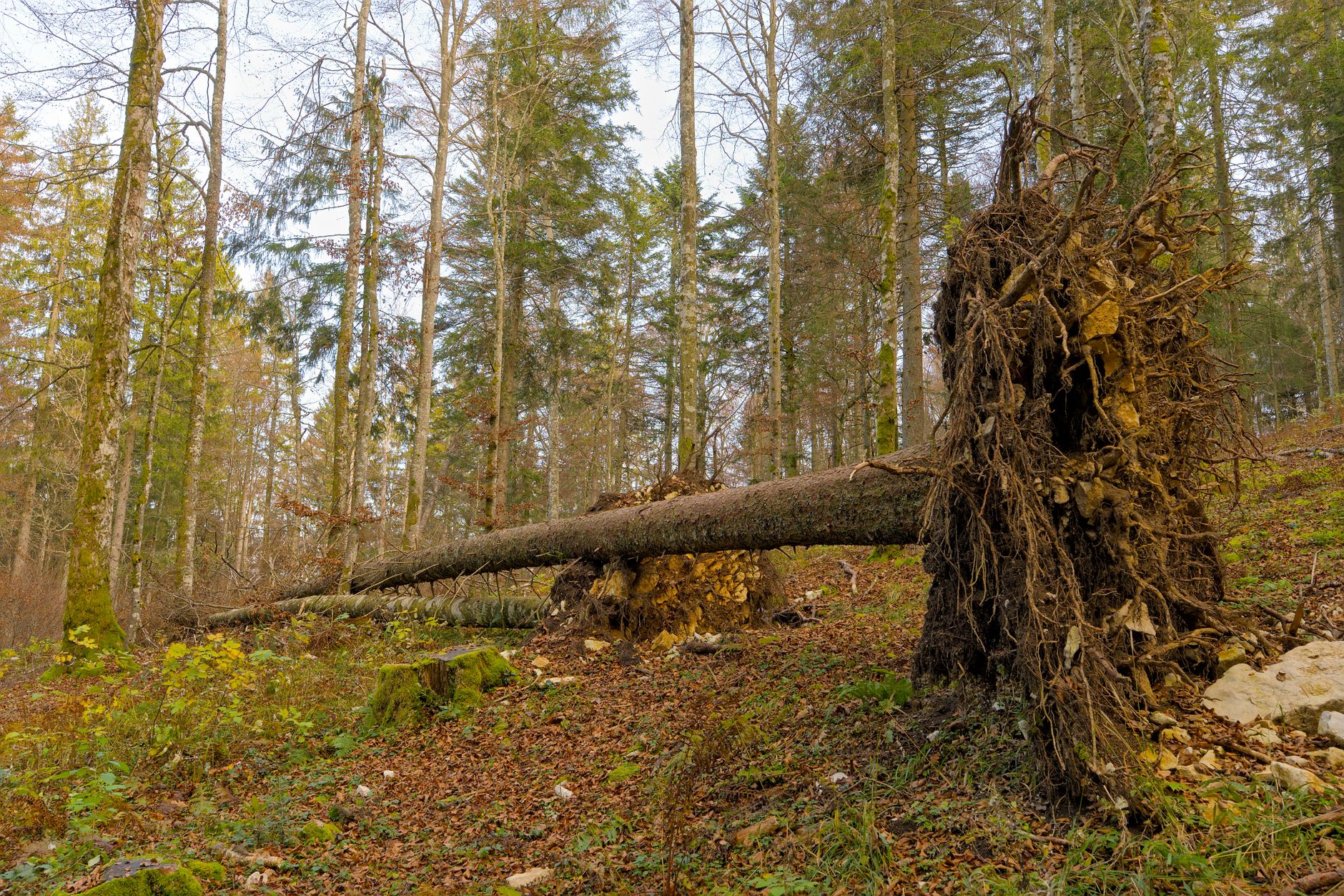 Enlèvement arbre urgence équipe à Oyonnax
